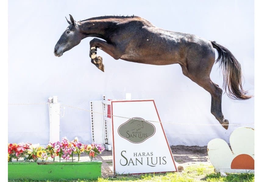 Top Condor du Lyz